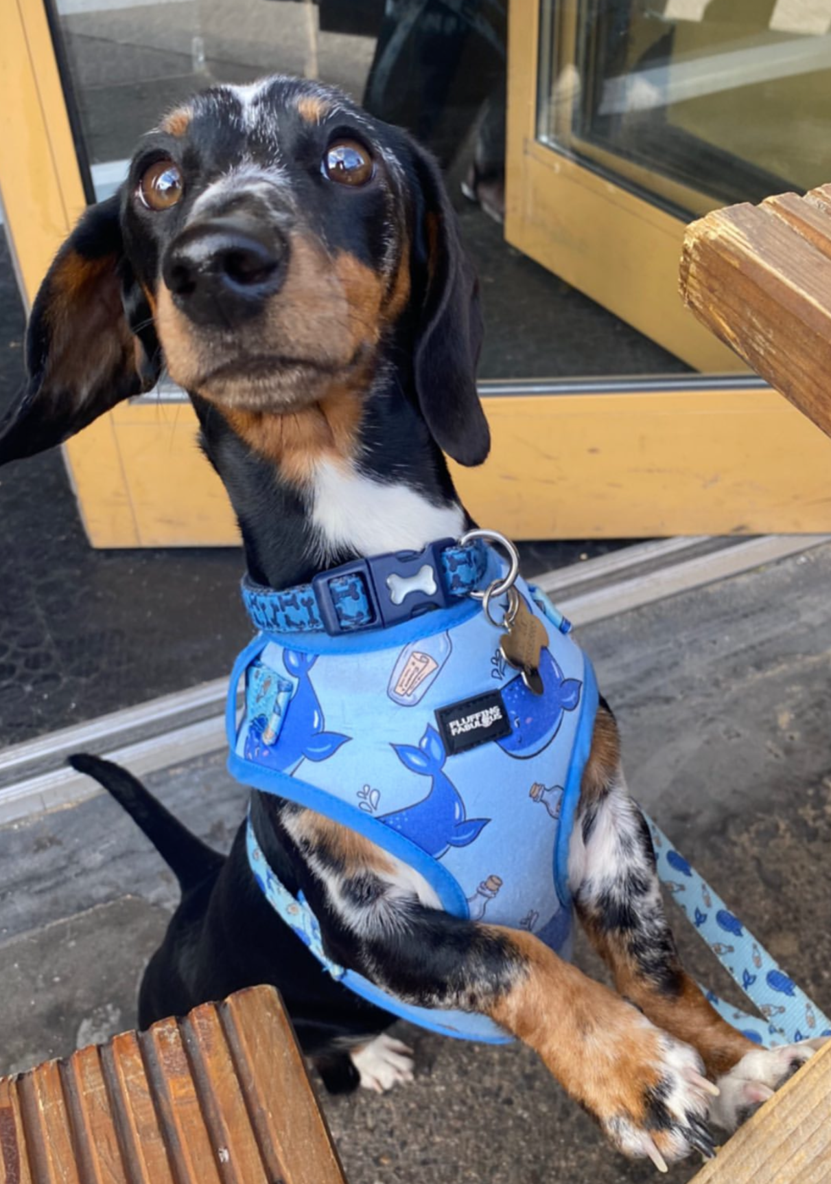Dachshund harness comfortable and adjustable 